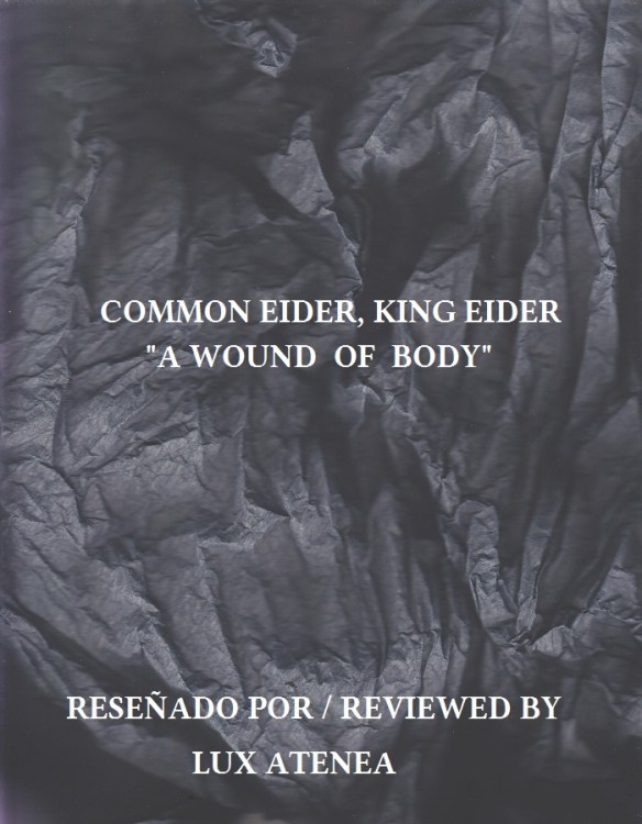 COMMON EIDER, KING EIDER - A WOUND OF BODY