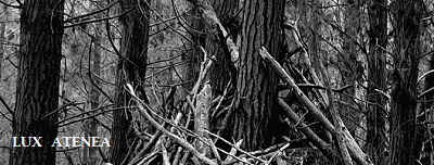 Satori - The Woods cover 3