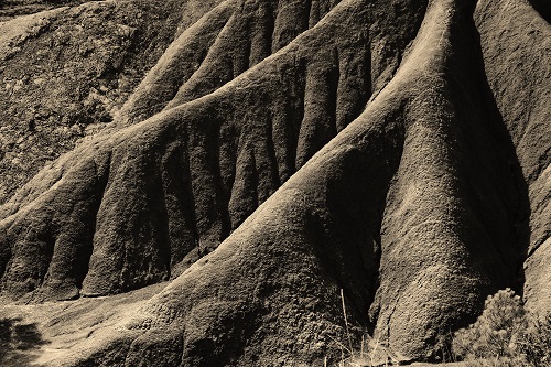 OCCUPIED HEAD HOLOMETABOLOUS